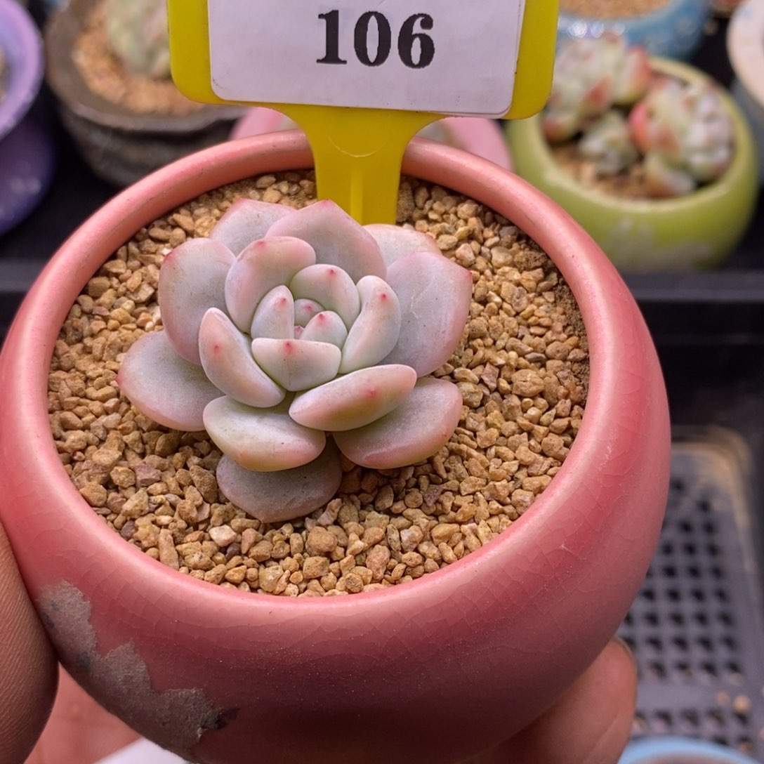 3106星影富轮锦多肉植物