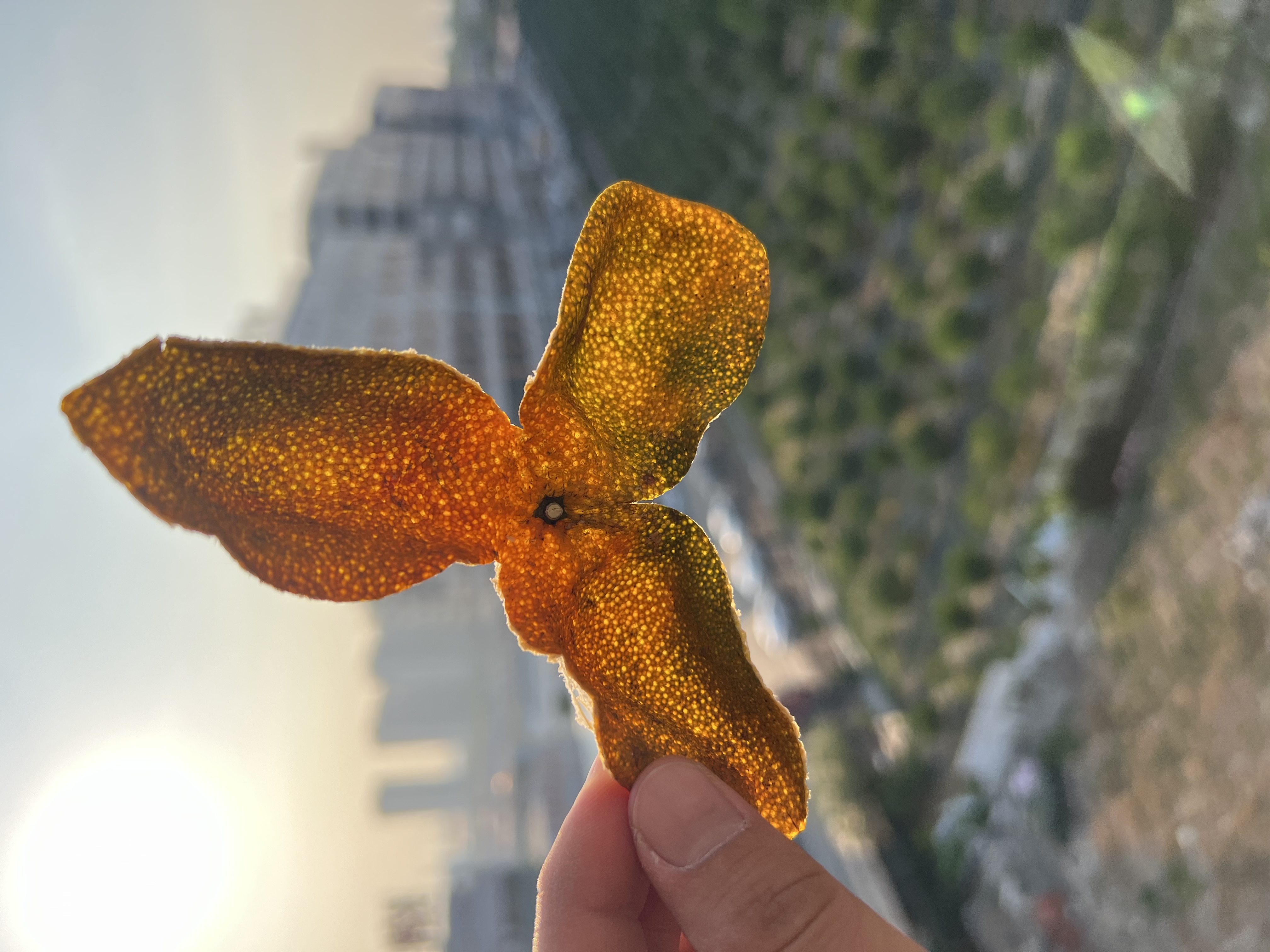 【辛麻 回甜】2025年驳枝礼乐大红皮（大红皮 甘甜）