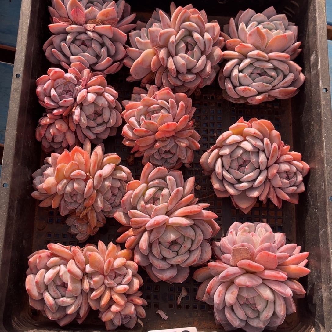 653号新疆西藏内蒙古不包邮的