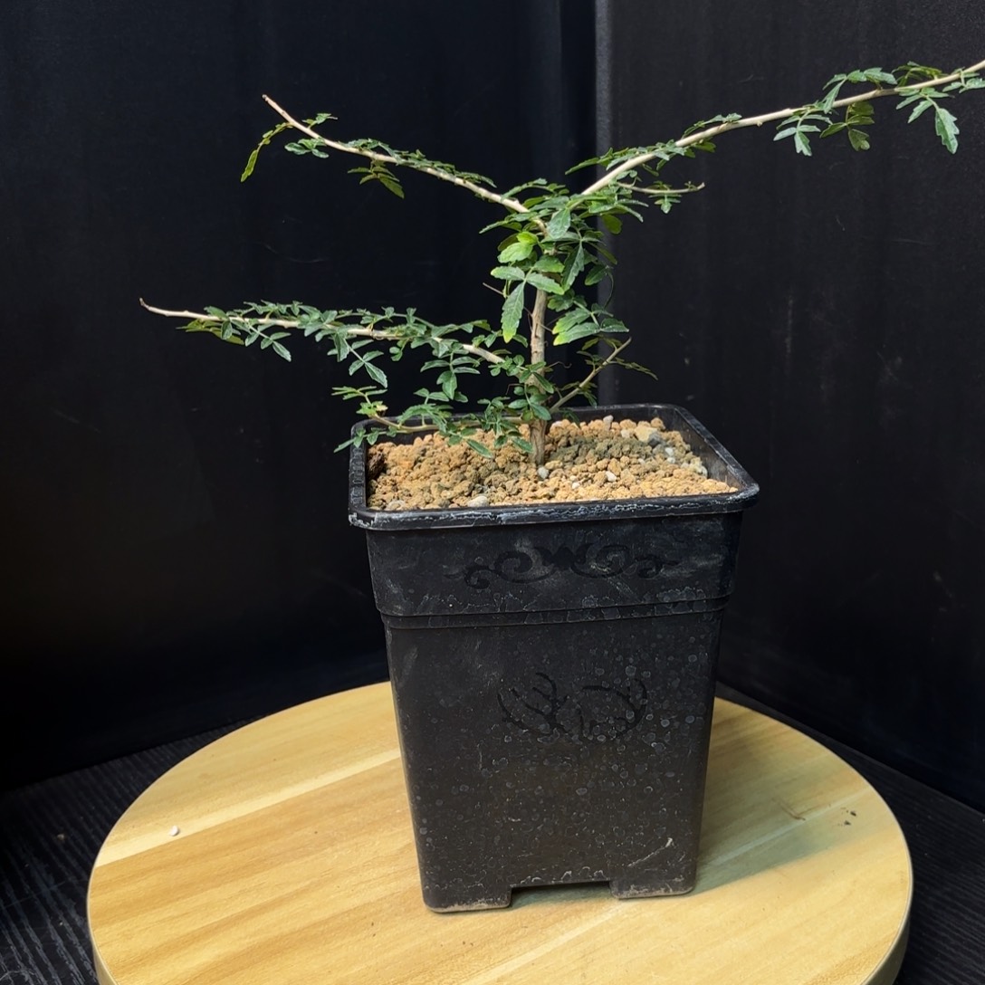 木 黧乳香带盆土