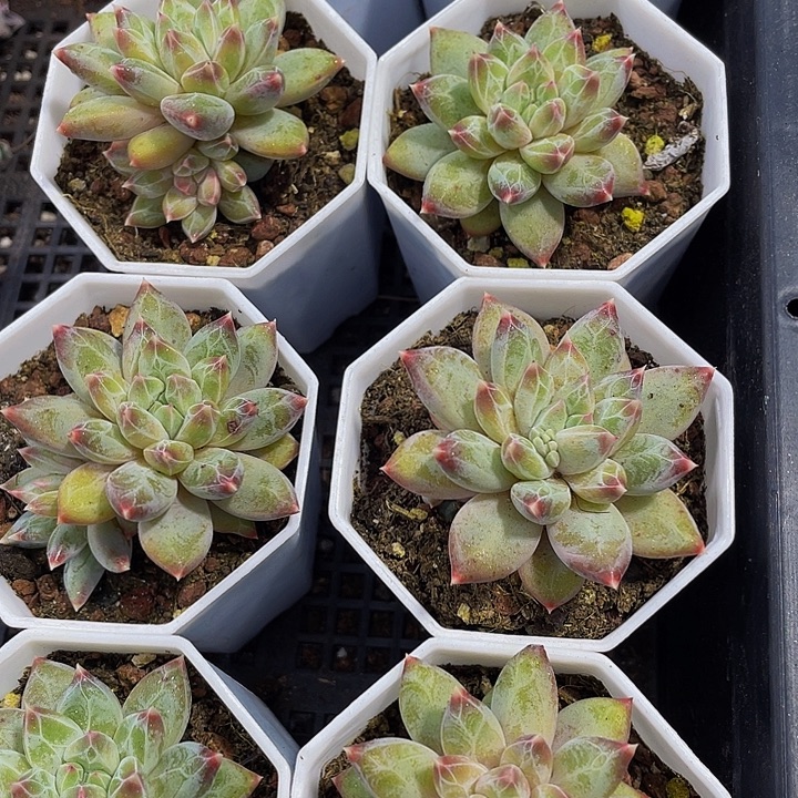 单头幻影嗲盆土发货