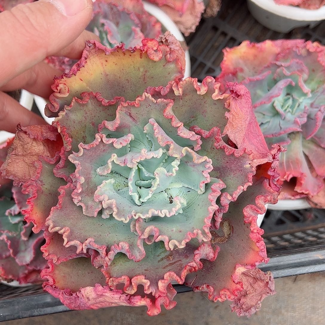 舞会红裙单头控养