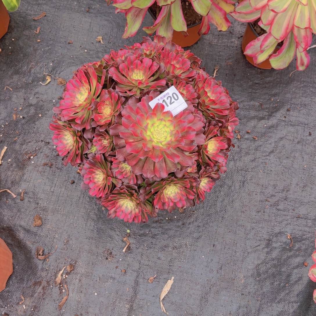 精品多肉植物120