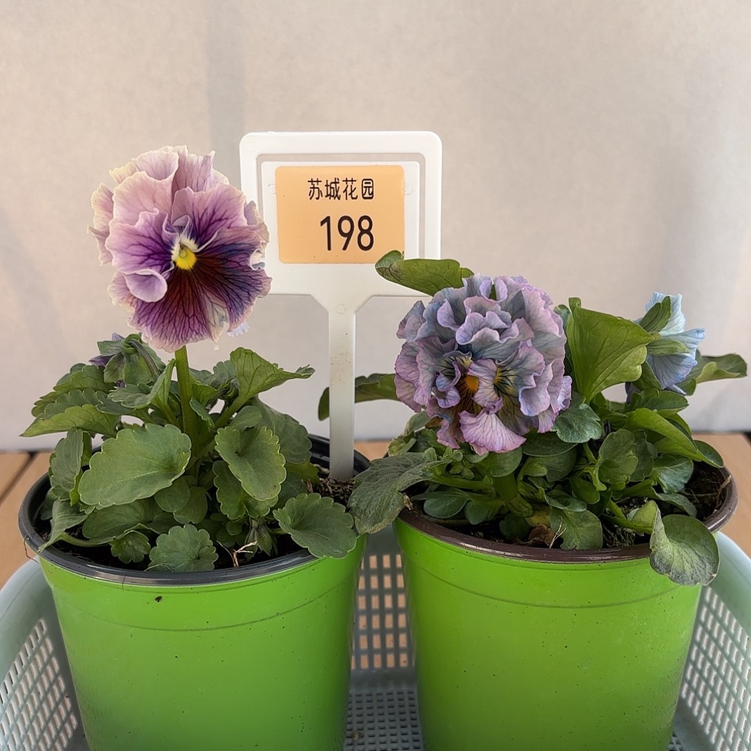 大部分开放少量花苞198