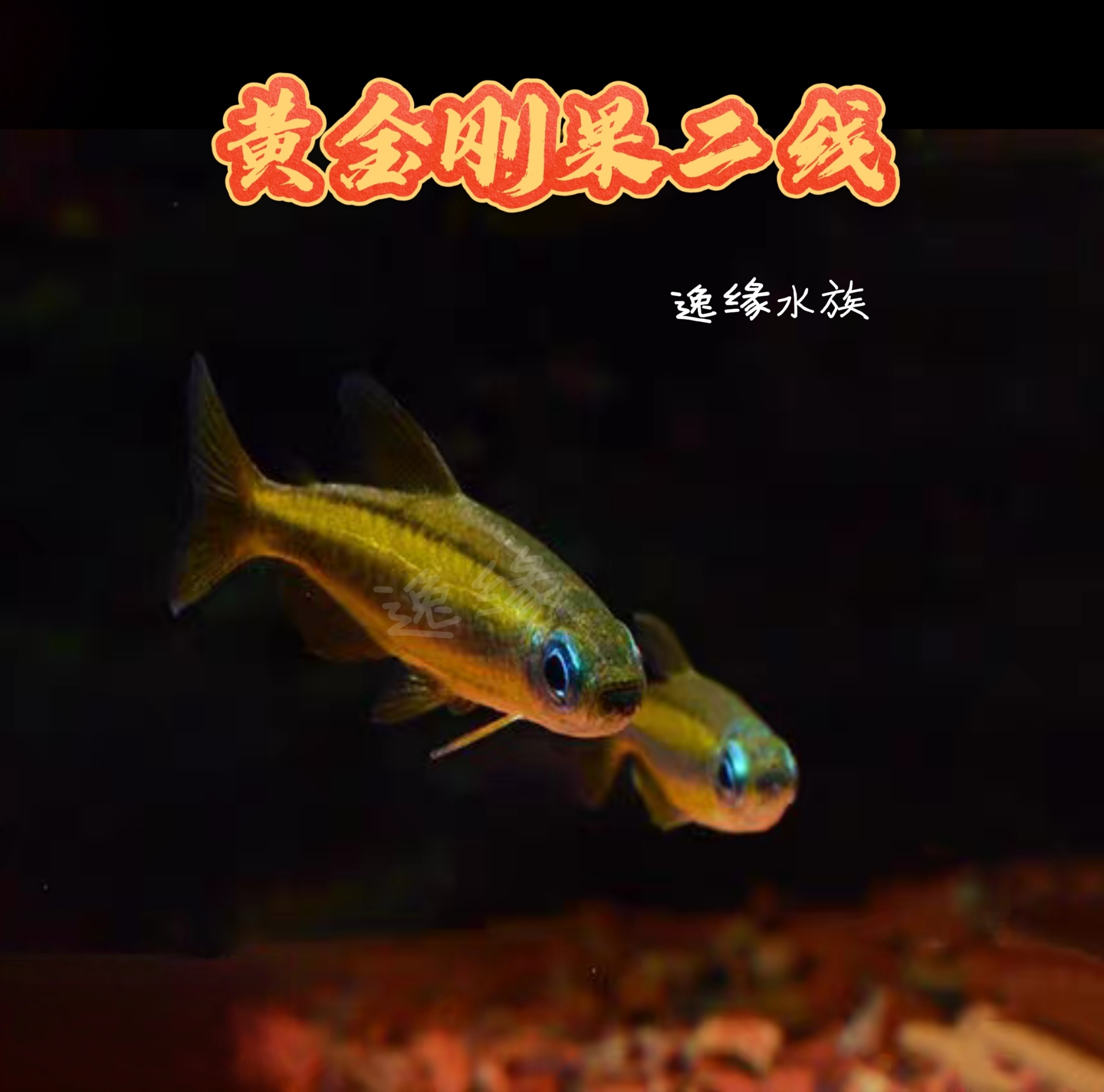 逸缘 黄金刚果二线观赏鱼草缸淡水群游耐养热带鱼灯科鱼