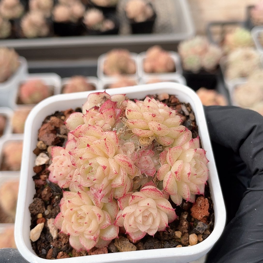 优选麦秆福利788