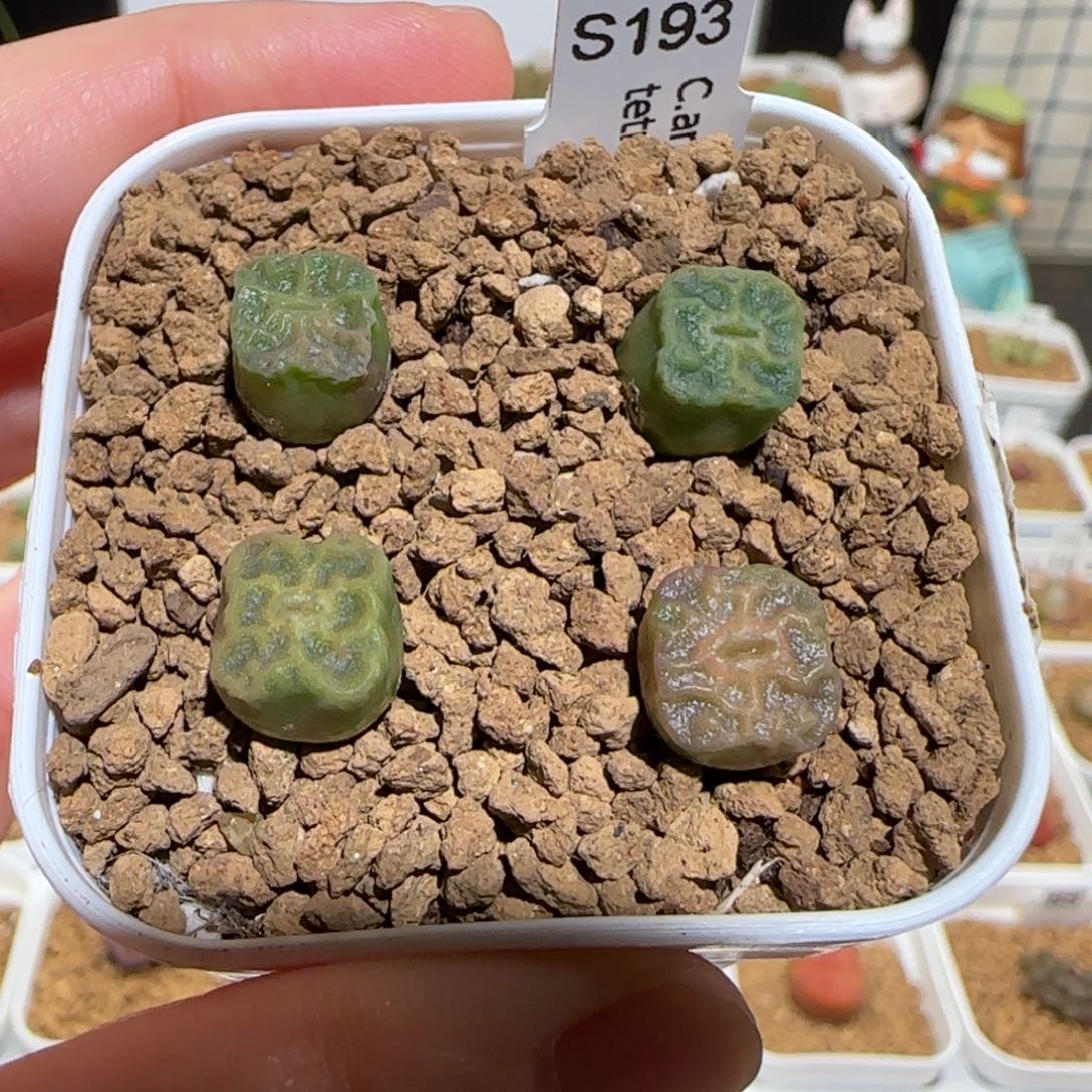 肉锥多肉植物百科-方烧一盆371