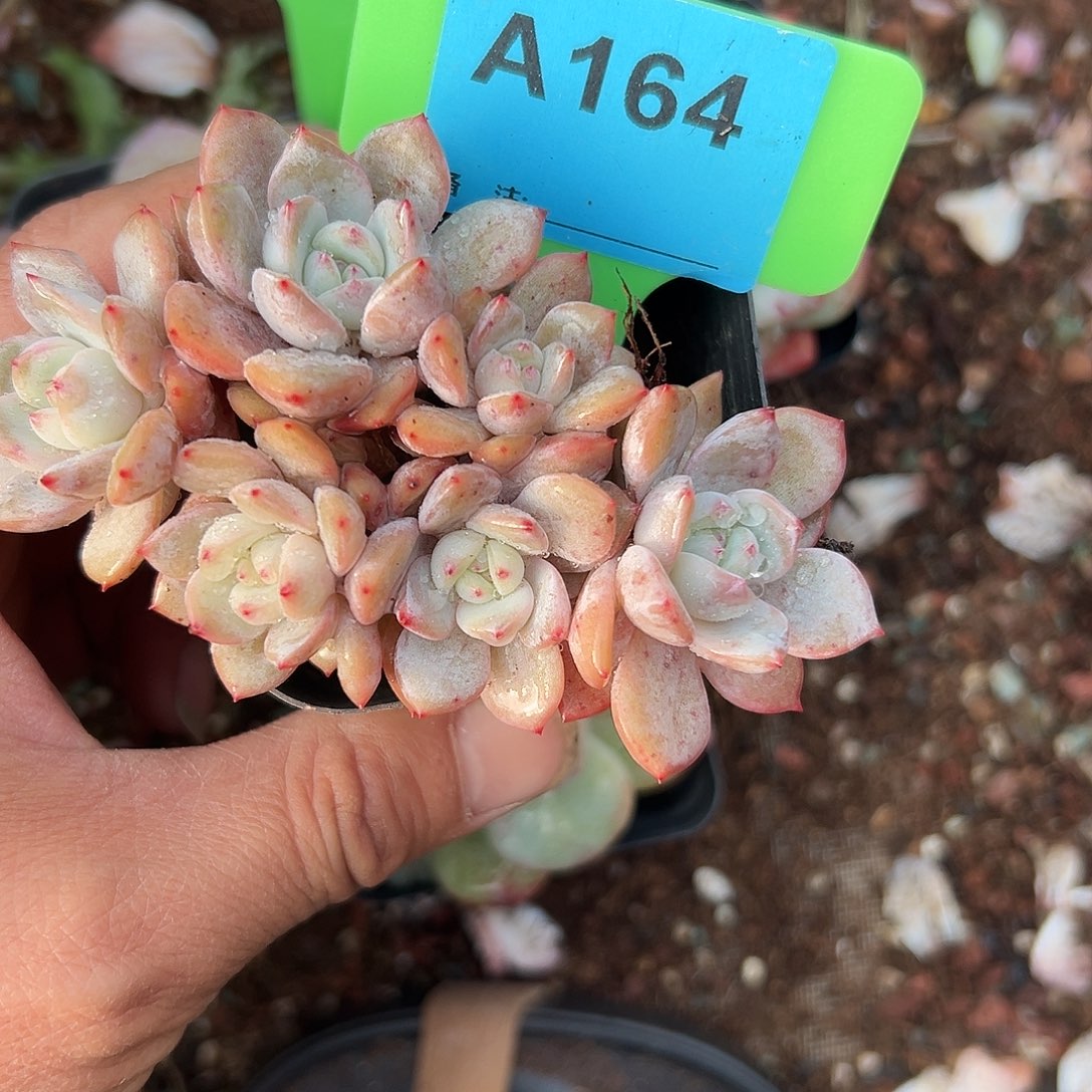 王***糖多肉植物一物一拍