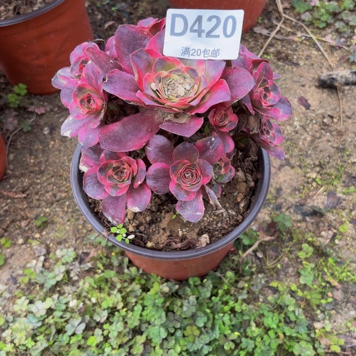 瑞妈多肉园艺420纳福
