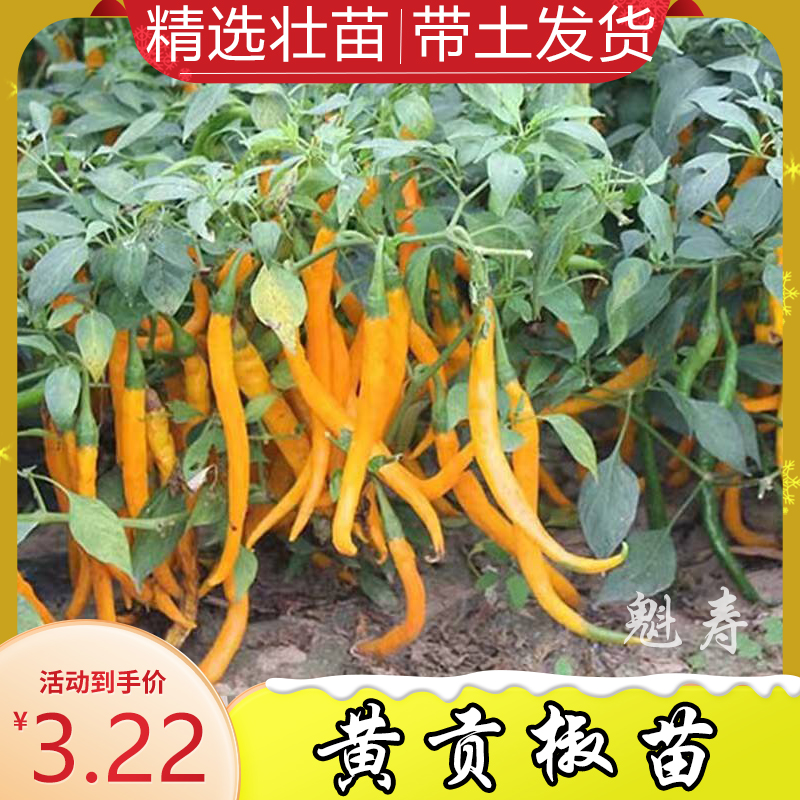 寿光黄贡椒苗秧脆辣爽口黄紫绿线椒种子四季阳台小院盆栽带土球