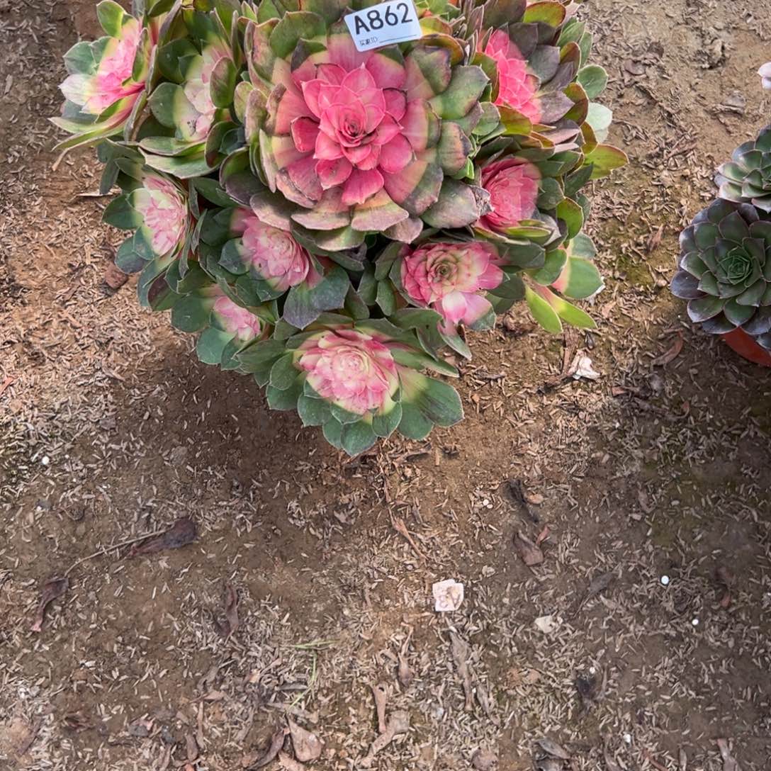 遇***.862红太阳多肉植物法师