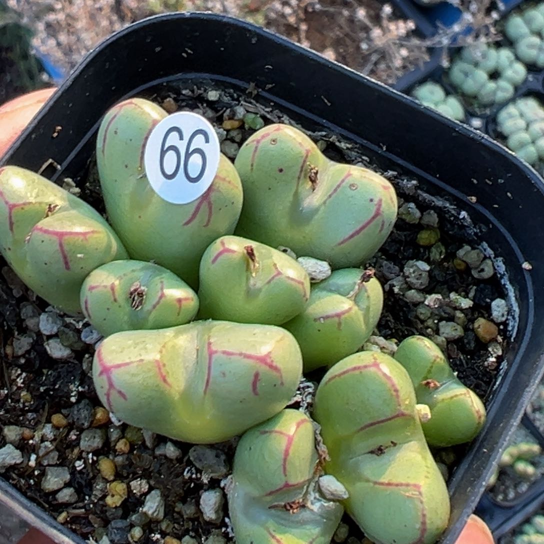 多肉植物111111111111111