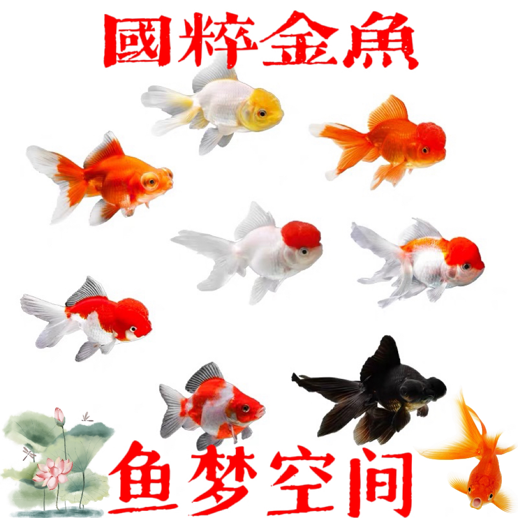 【赛级金鱼】11条 品种混搭 好养耐活 留养级别 包邮到家  4-6