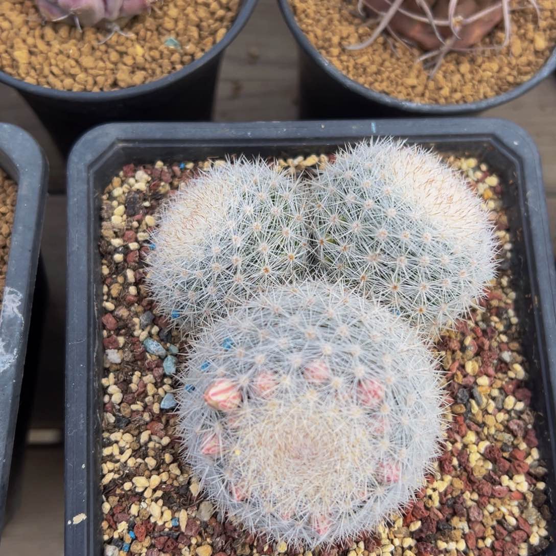 满月仙人球多肉植物