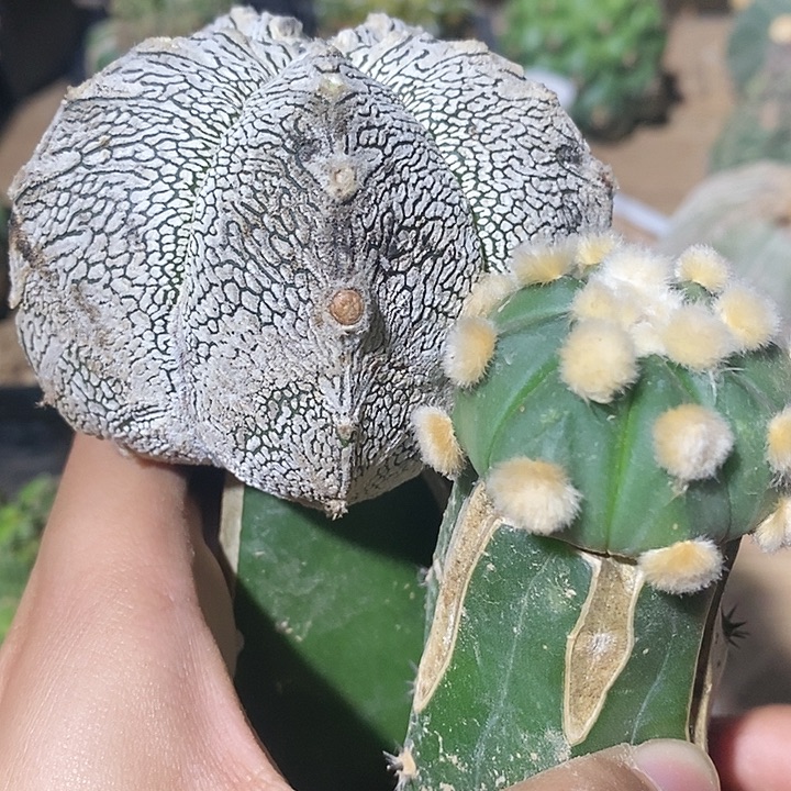 西***堂哈哈哈哈哈哈哈哈哈哈