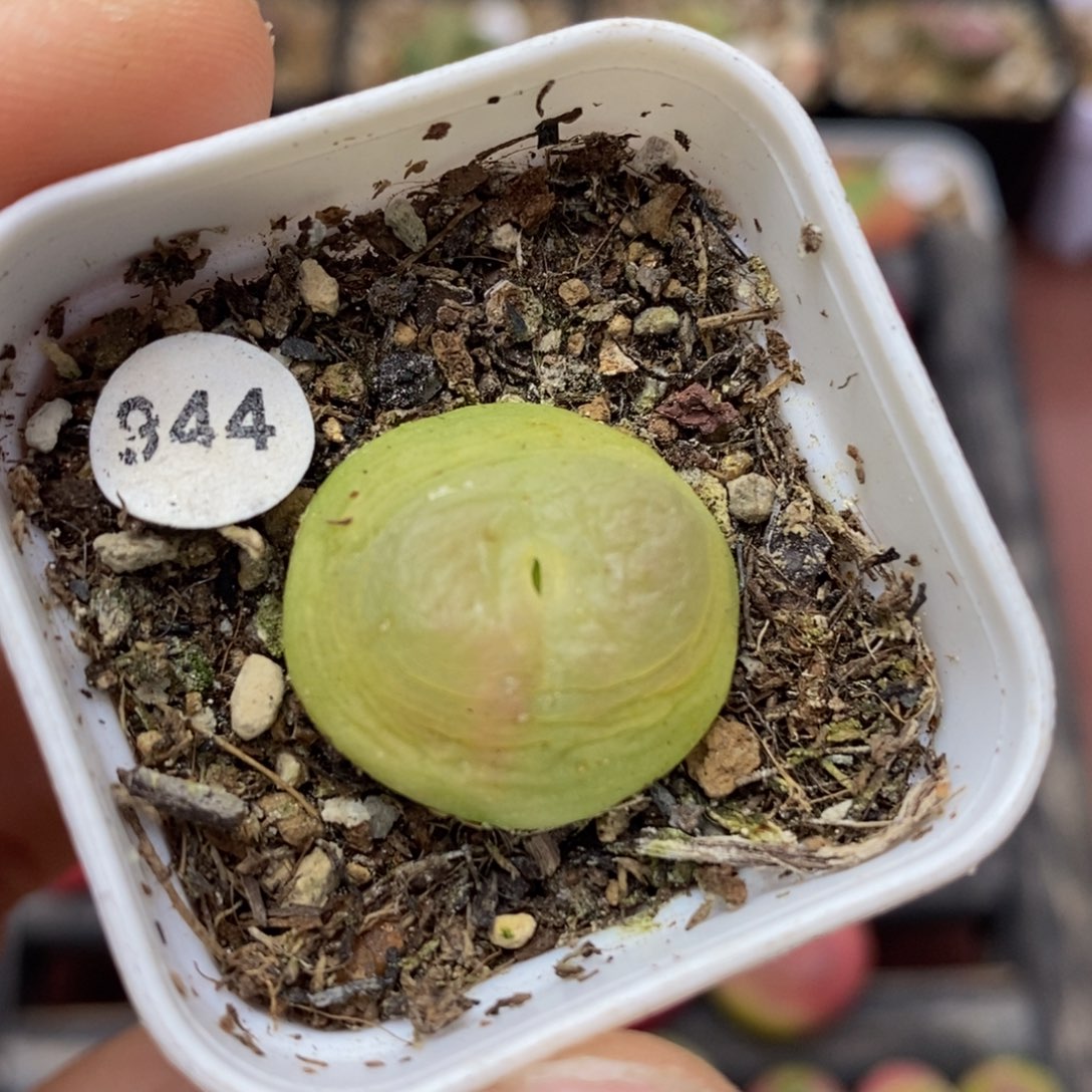 拉登2.1cm多肉带盆944