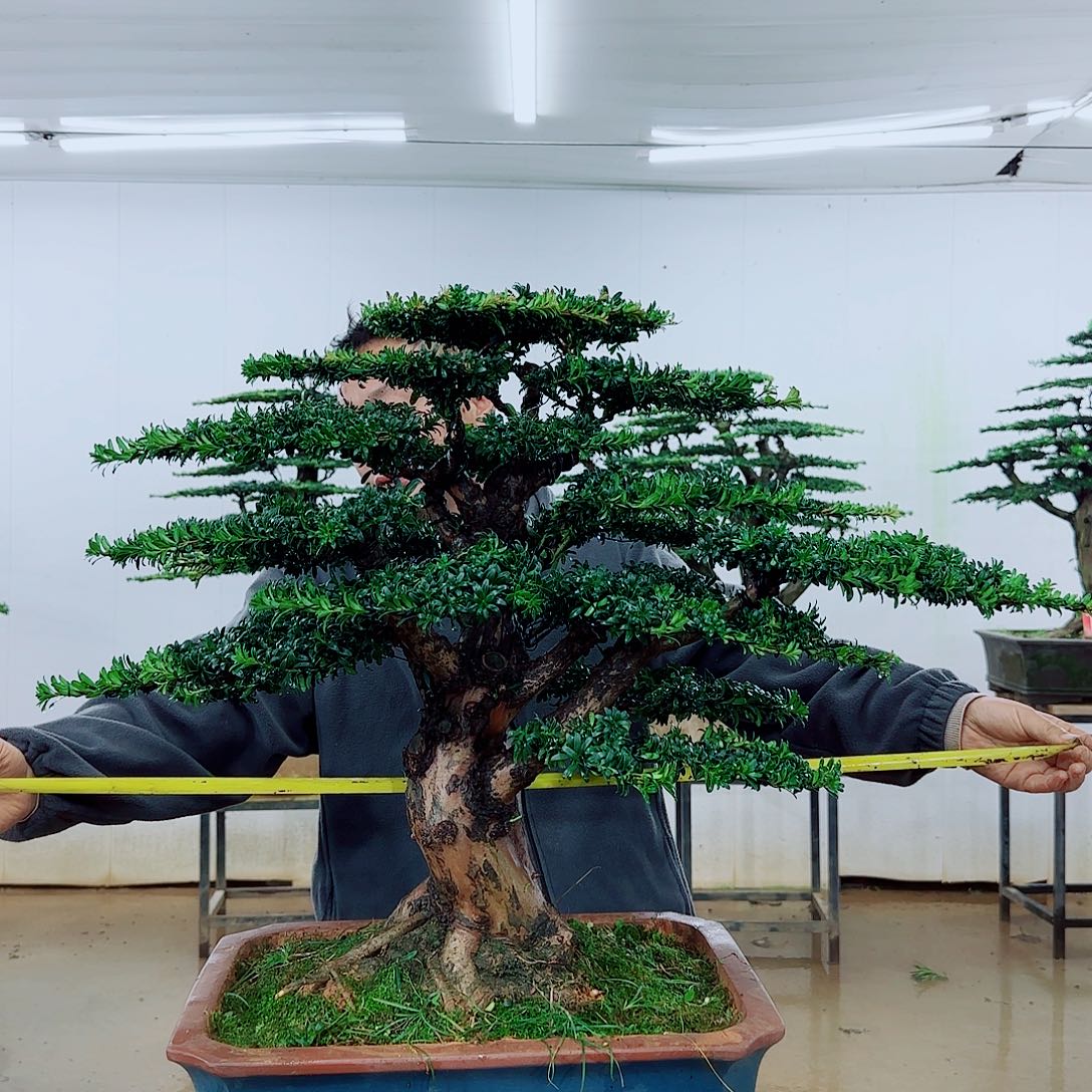 无花朵盆景园林……