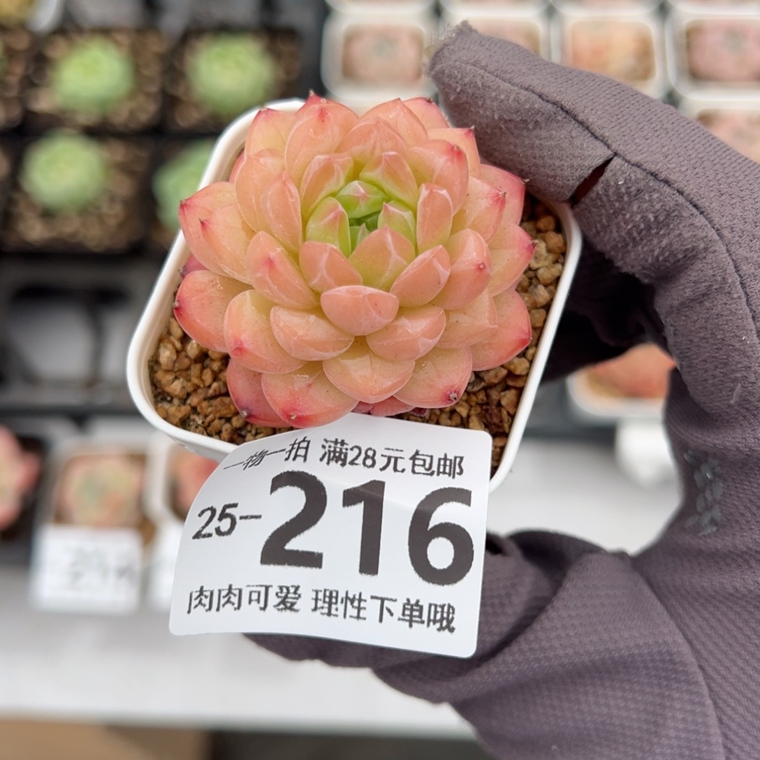 优选珍妮多肉多肉多肉