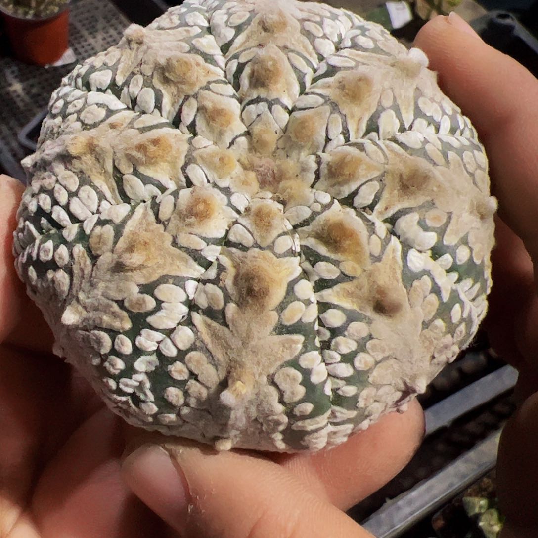 宽v兜仙人球开花757