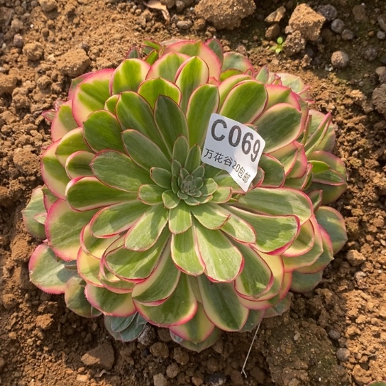 069荔枝多肉植物