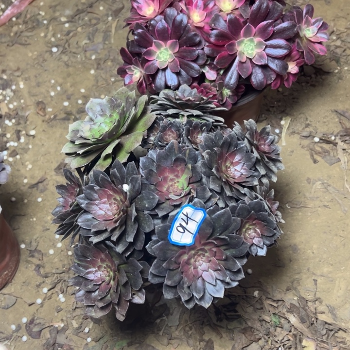 多肉植物两个法师94