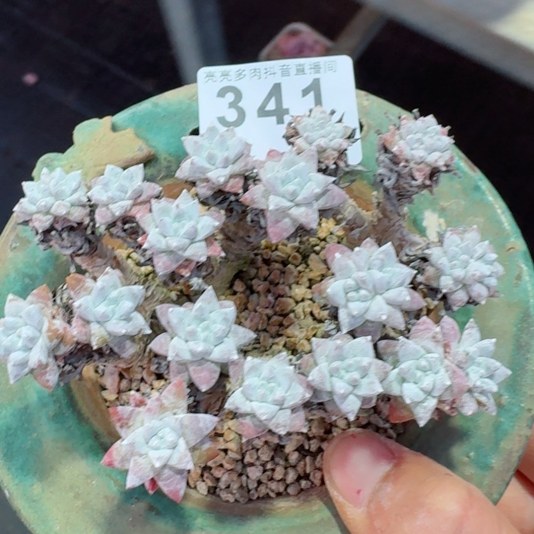 白菊老桩         多肉植物