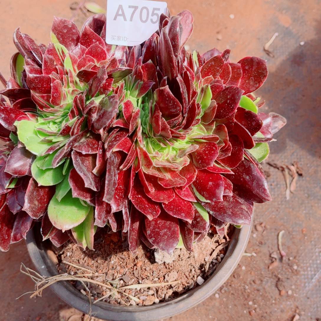 多肉植物705福利