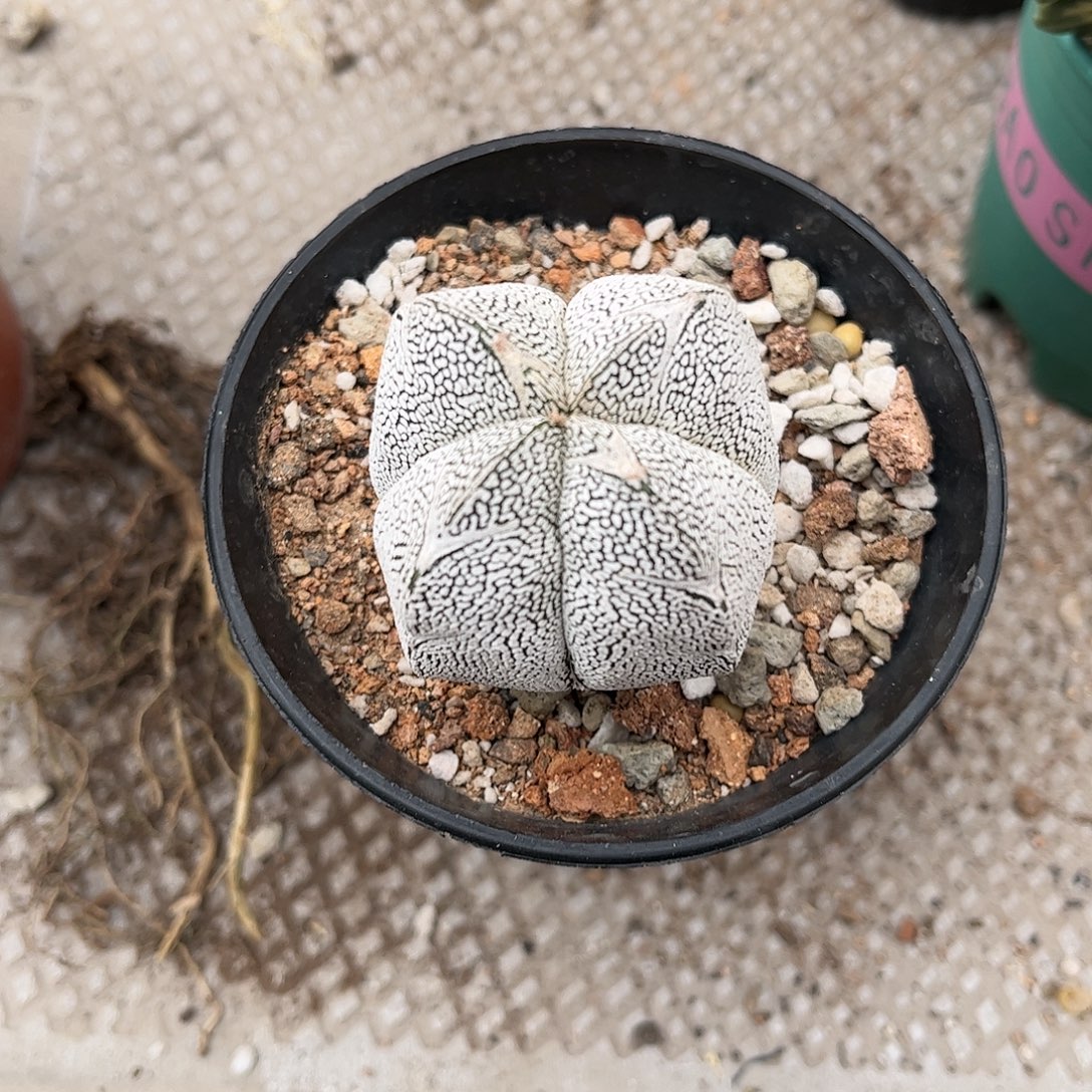 露***露无花朵嗯，总是生根一颗