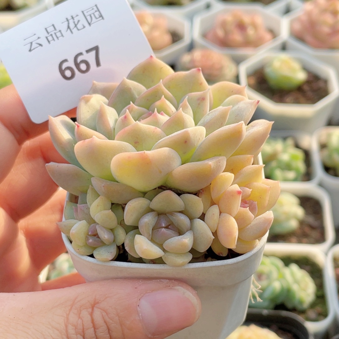 667号糖心冰心珍妮