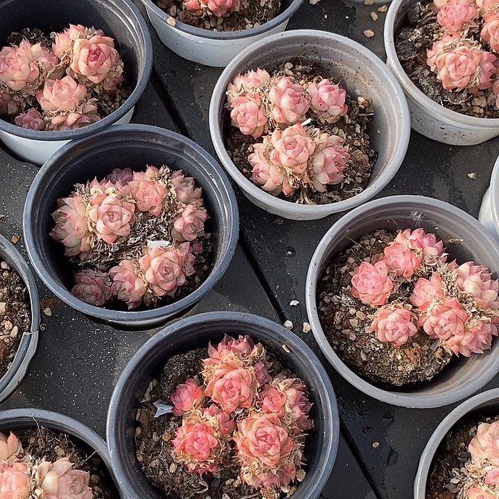 30红女王小群生 福利多多