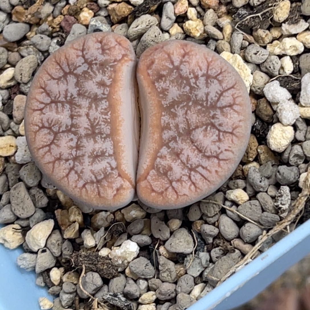 4970睫毛粗纹189尺寸3.1