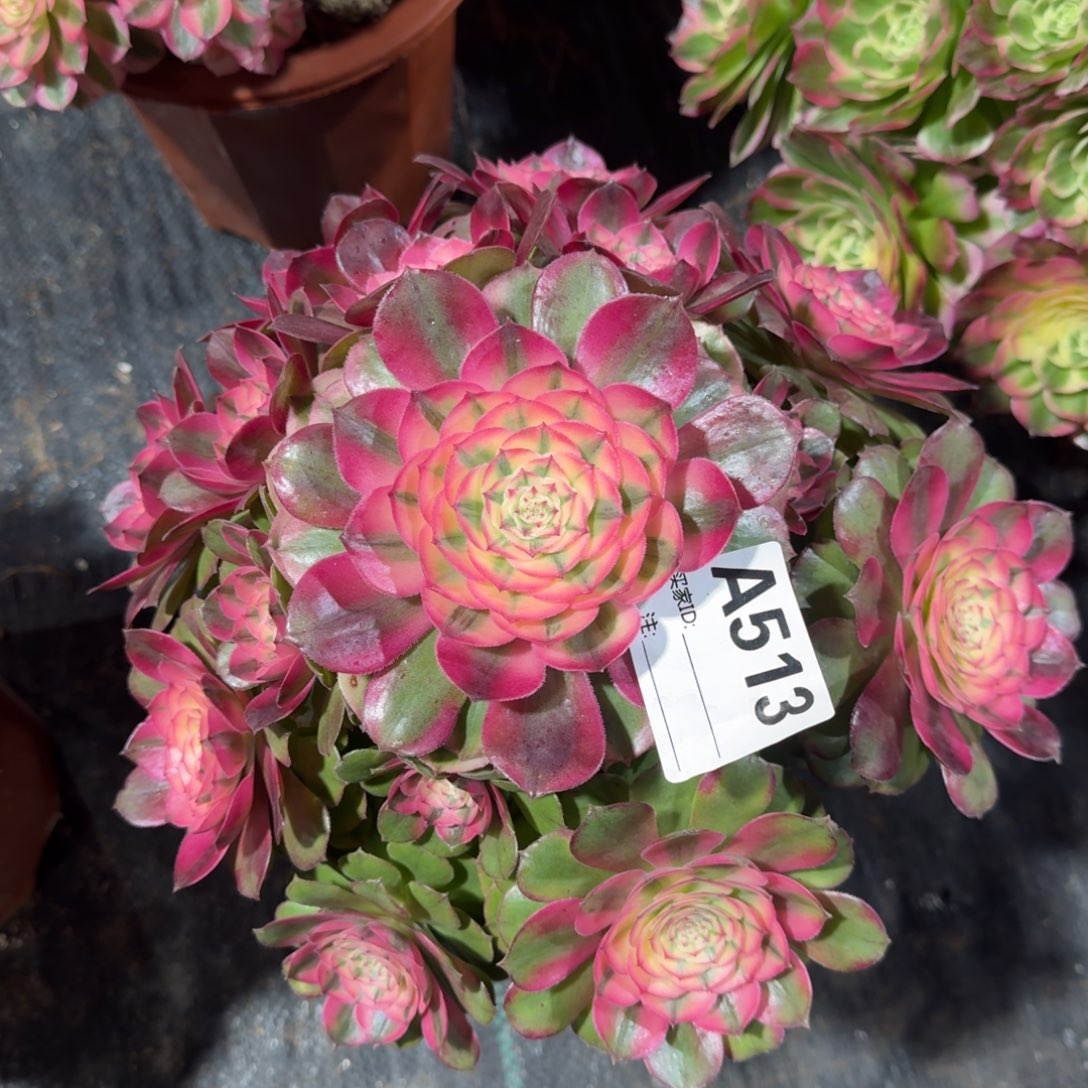 荔枝多肉法师a513