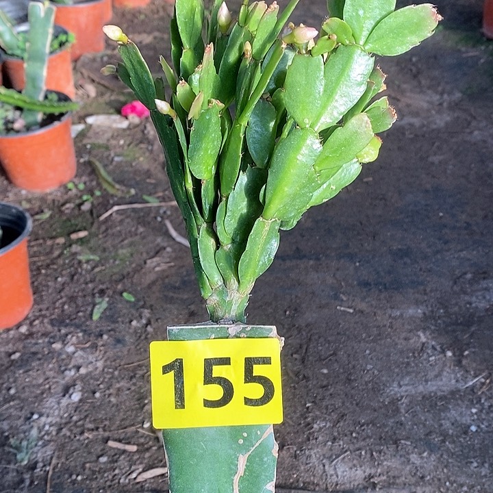 无花朵027/155号新疆不包邮