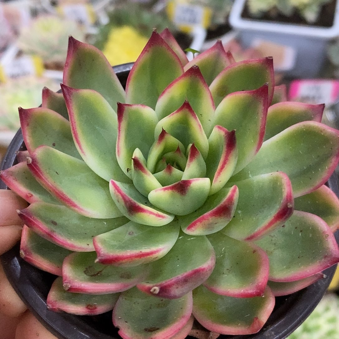 460桃花哈哈哈哈哈哈哈