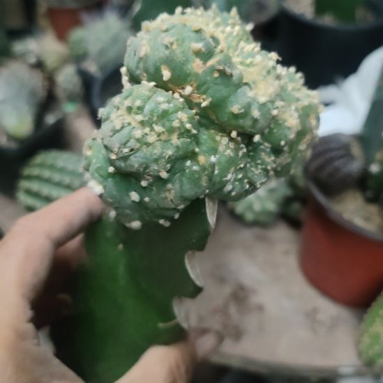 仙人球鱼缀化带杆