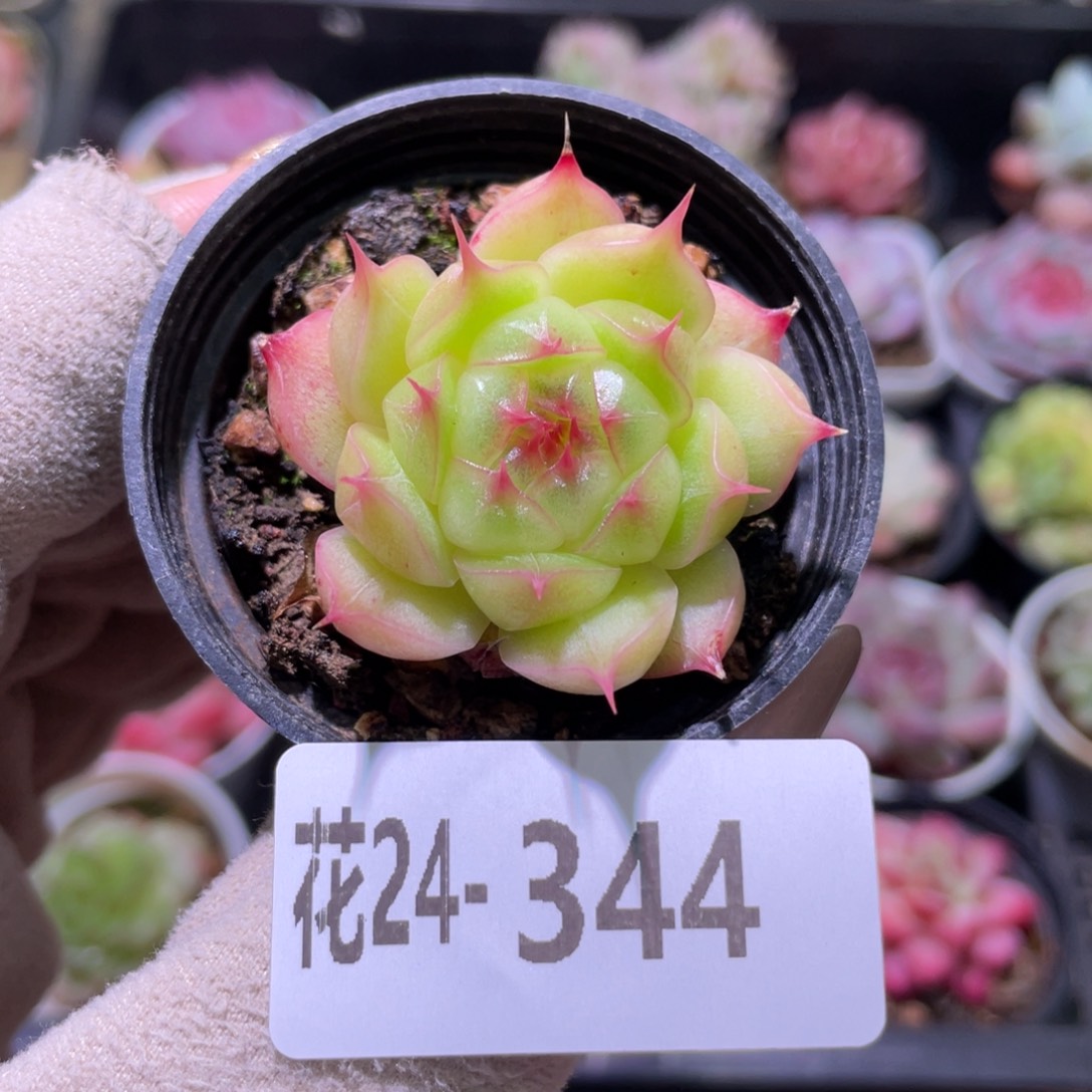 花利美24-344海王