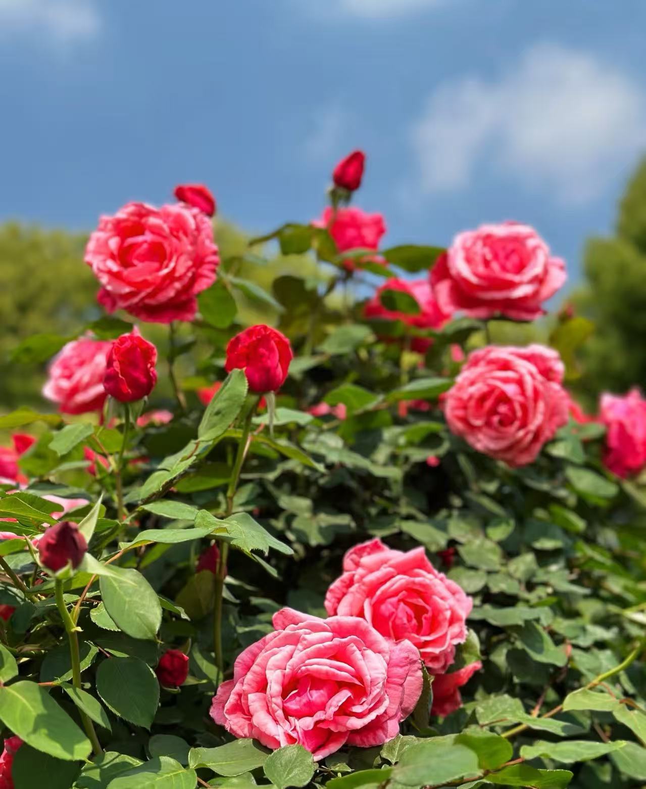 [维密花园]新手易养护盆栽月季阳台庭院花园多季节开花爆花植物