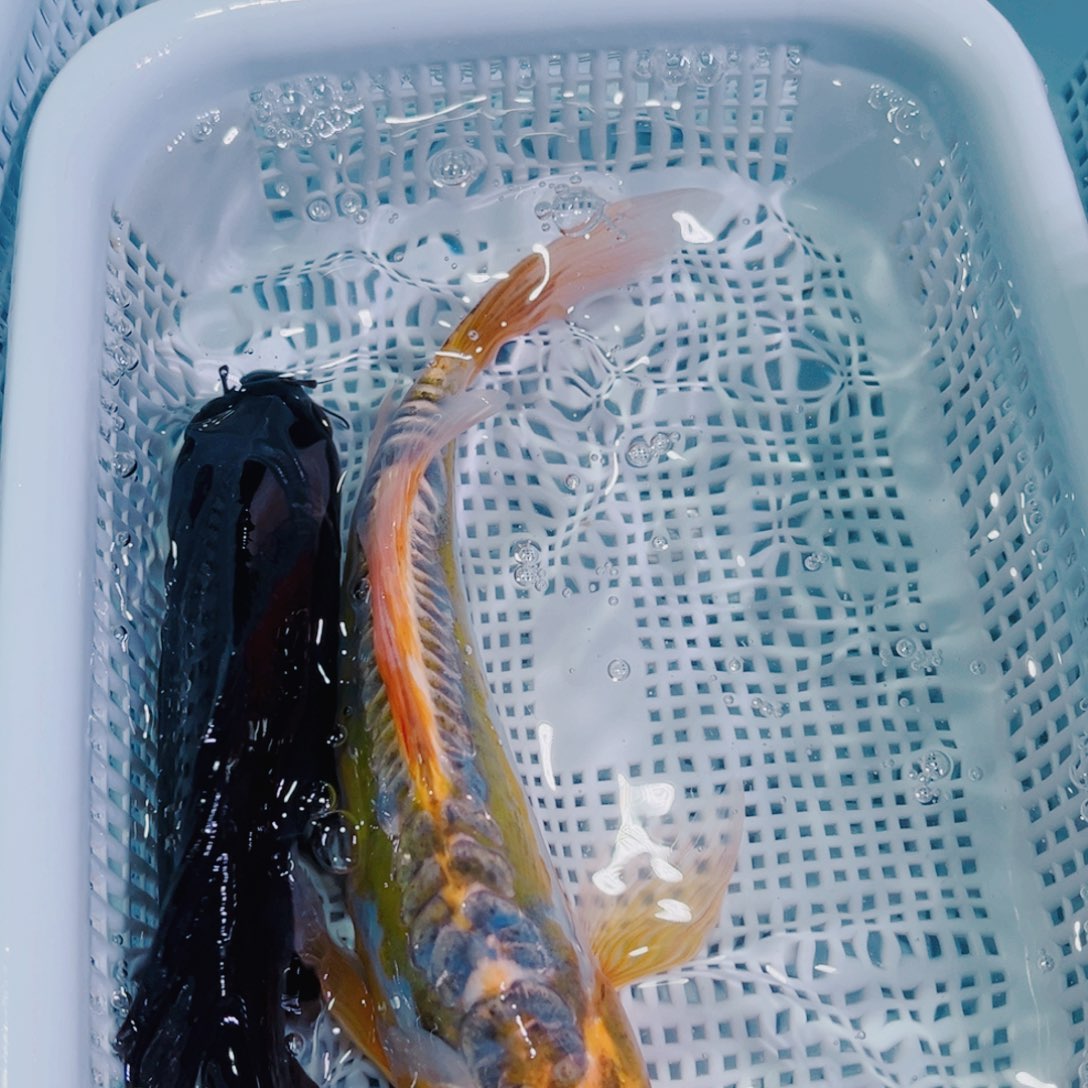 锦鲤锦鲤冷水鱼观赏134