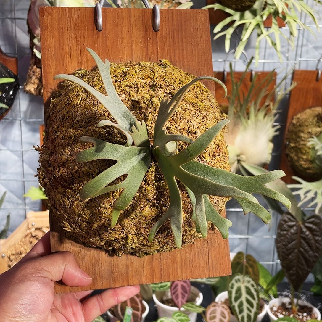 完全开放珍妮鹿角蕨