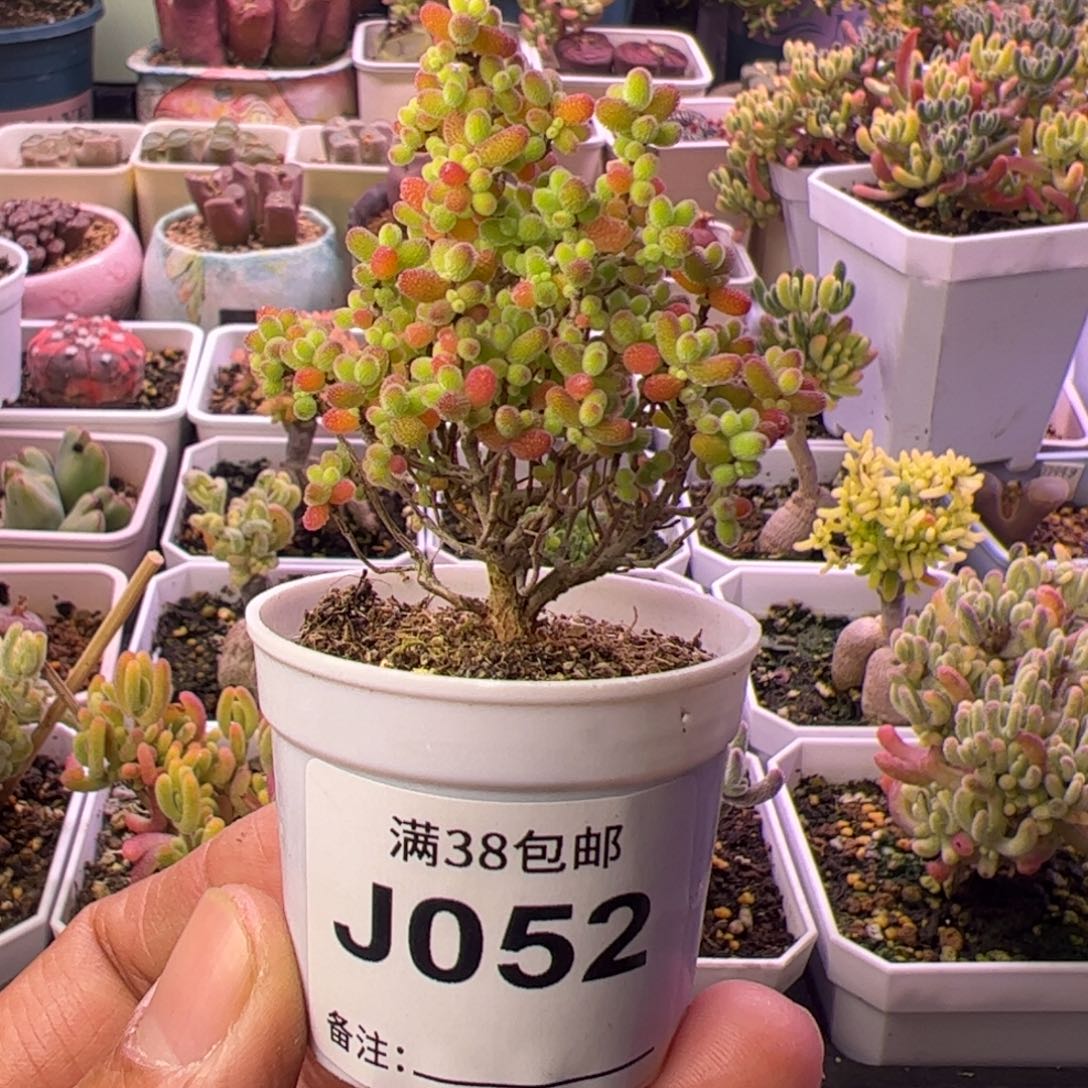 蜜桔-枝干番杏-炸