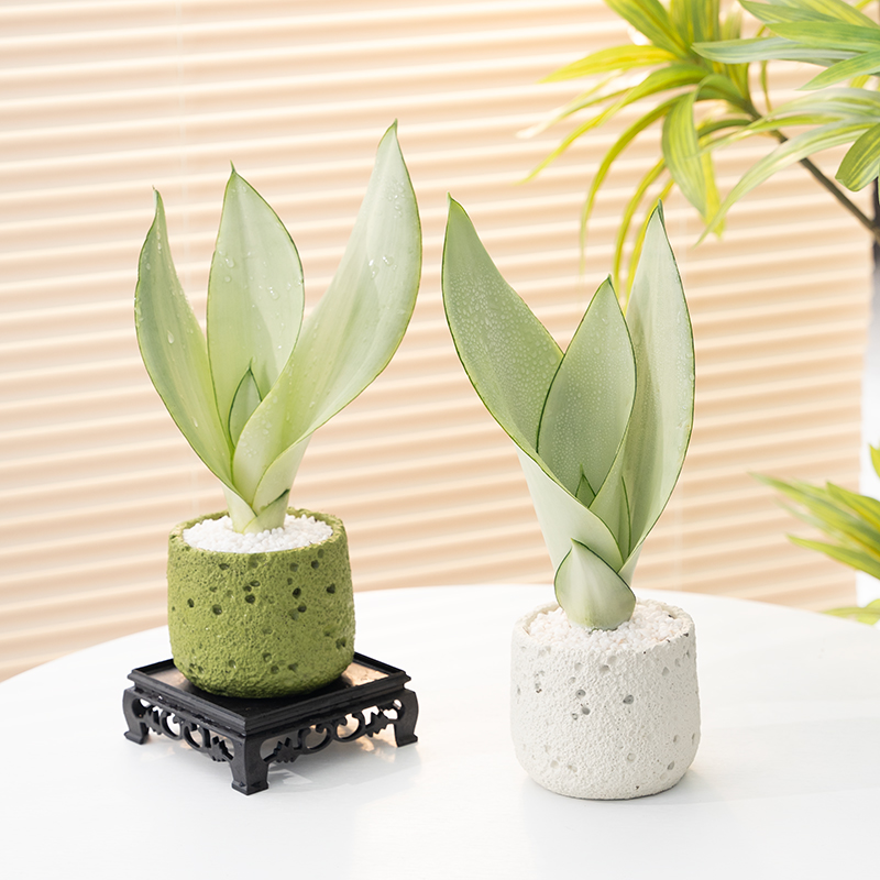 虎皮兰盆景室内绿植盆栽净化空气客厅桌面摆件四季好养懒人植物