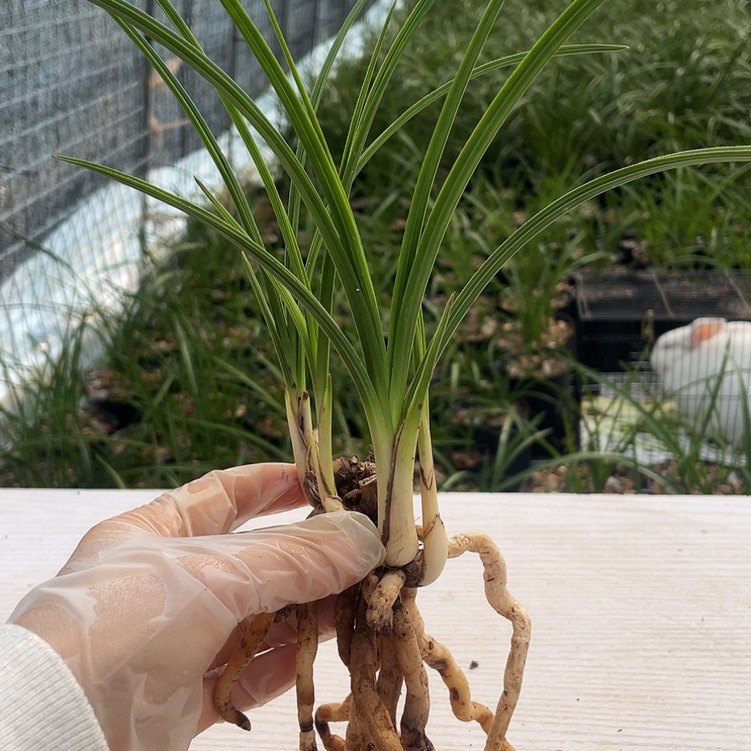 兰***质完全开放康康康兰