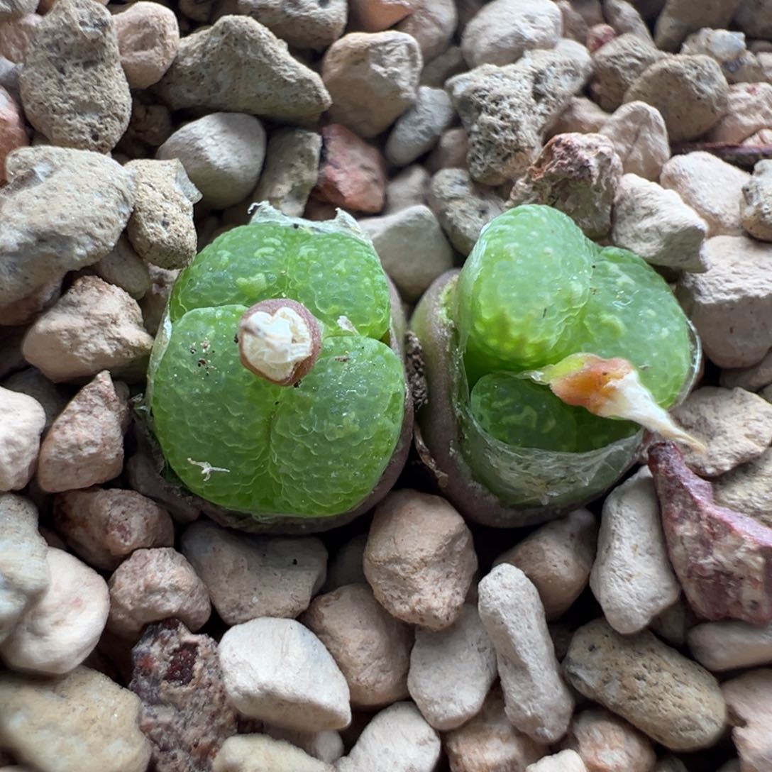 714青蛙优选11km大型泡泡勋章