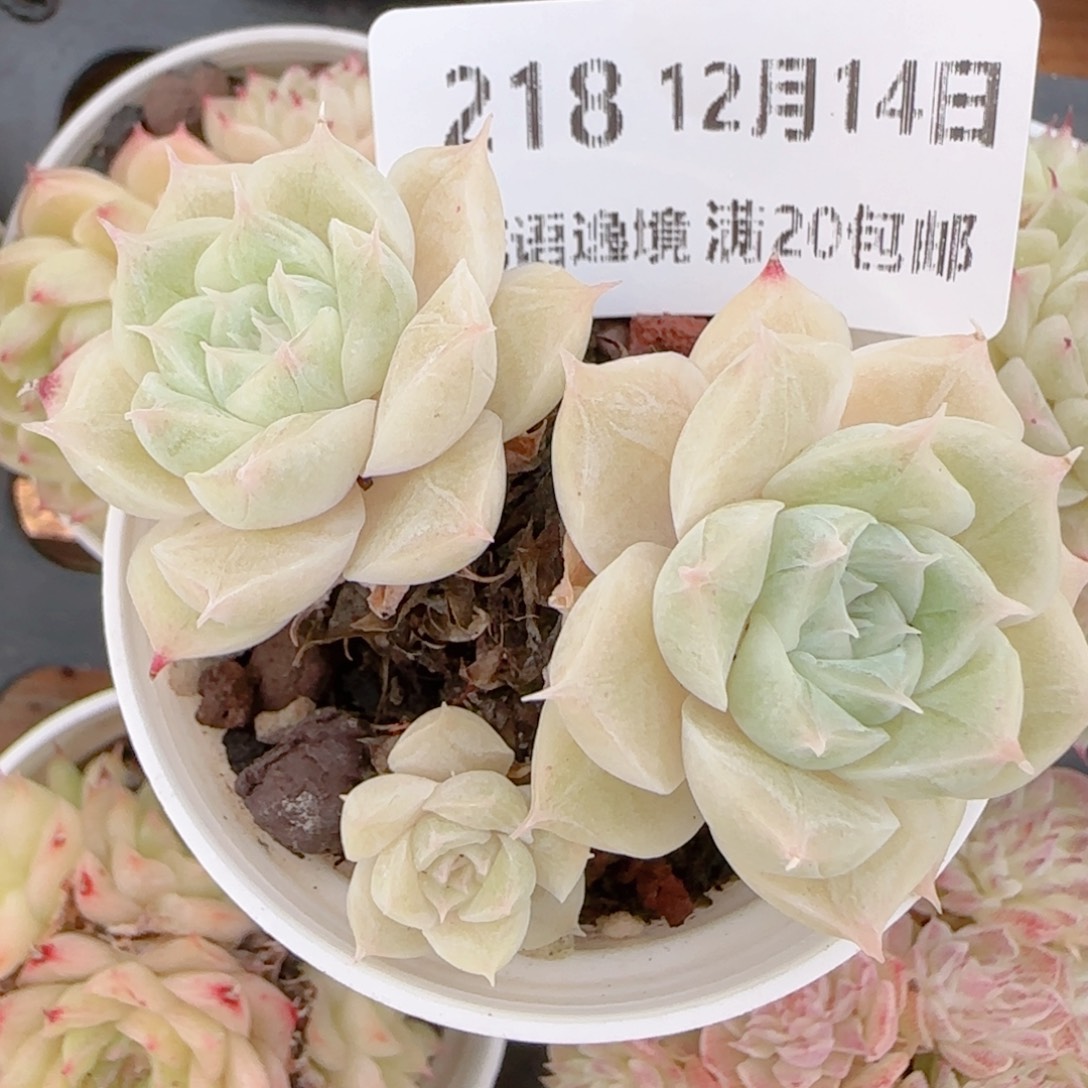 ****～花语多肉1214-218散