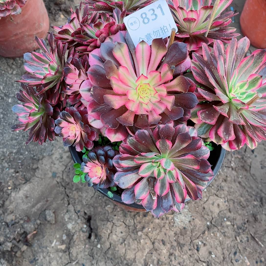 无花朵多肉植物831