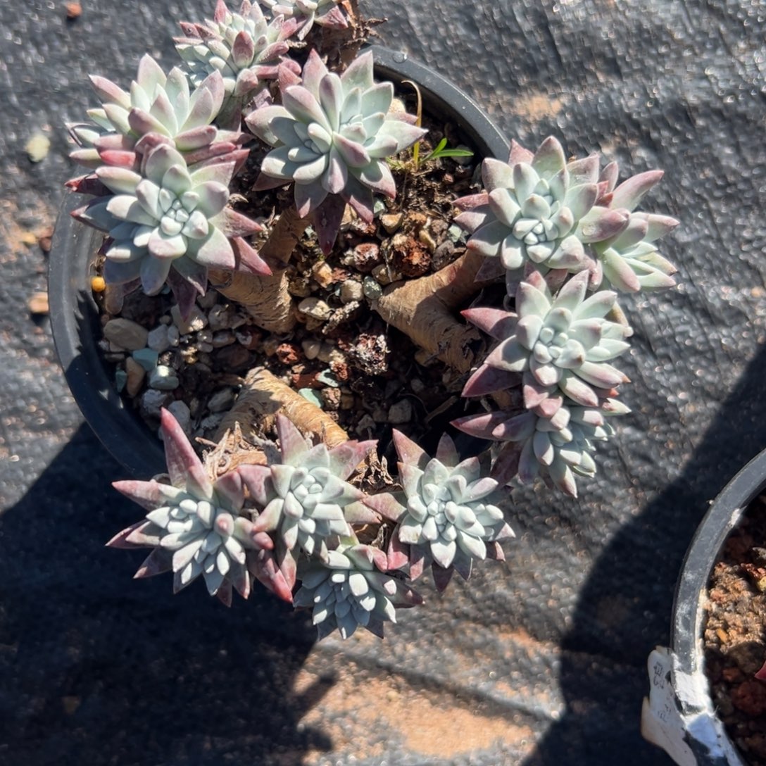 白菊～一物一拍瑕疵1684