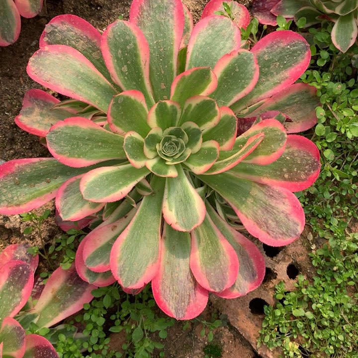 粉女郎手捧多肉植物