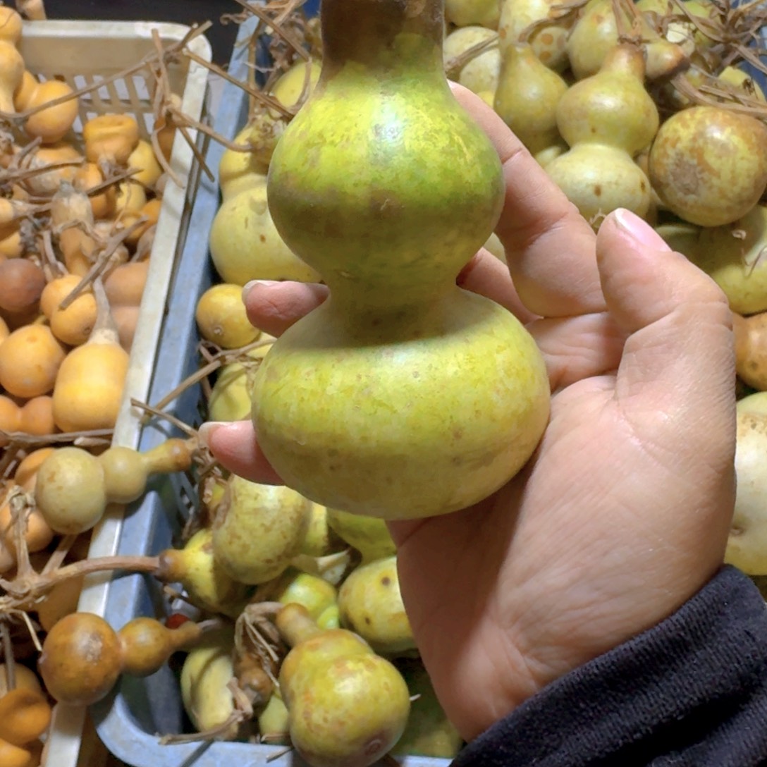 炼***龙青皮葫芦不保成不退不换