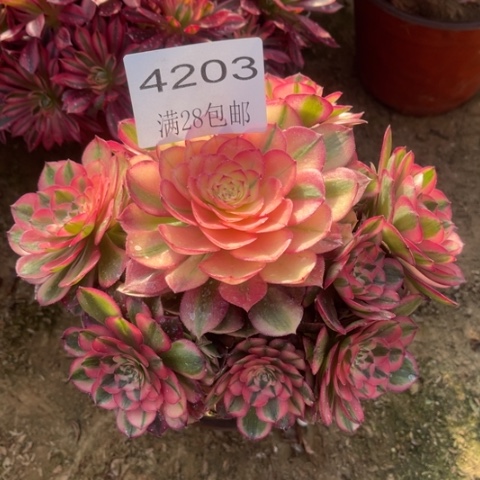 荔枝多肉多肉4203