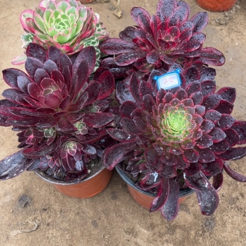 020多肉植物组合